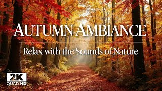 Autumn Forest Ambiance: Relax and Let the Sounds of Nature Transport You to a Fall Foliage Escape