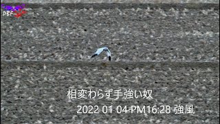 ハイイロチュウヒ雄 202201