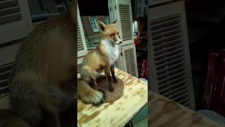 The Stuffed Fox of Needham