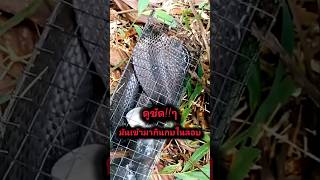 สะพรึง!!สุดๆตัวนี้ #snake #snakes #cobra