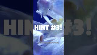 Guess the Aquarium Fish in 60 Seconds! (put your guess in the comments)
