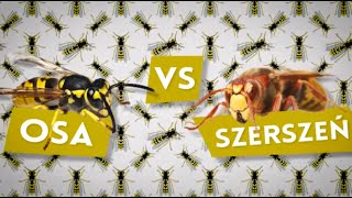 Osy vs. szerszenie [Czym to się różni? #6]