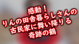 感動！りんの田舎暮らしさんの古民家に舞い降りる奇跡の鶴