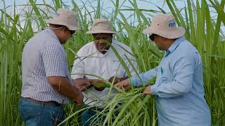 Rivulis | Sugar Cane: Estivas Sugar Mill, Brazil