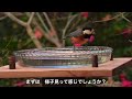 vlog 小さな庭に２つ目のバードバス 初日＆翌日の様子 ヤマガラvaried tit