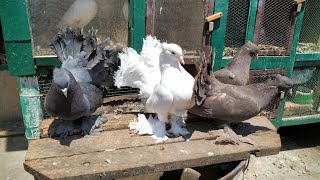 Wonderful Babies From Black Fantail and White Fantail Cross Breeding | Forth Clutch