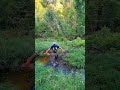 BEAVER DAM REMOVAL IN 1 MINUTE! || Dam Of Many Surprises! #shorts