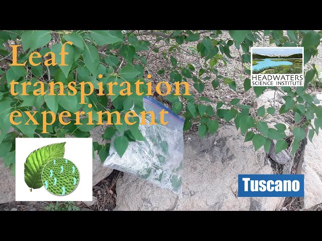 Transpiration Leaf