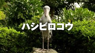 【伊豆シャボテン動物公園】ハシビロコウ