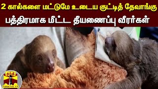 2 கால்களை மட்டுமே உடைய குட்டித் தேவாங்கு.. பத்திரமாக மீட்ட தீயணைப்பு வீரர்கள் | Slender loris