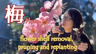 ウメの花ガラ取り＆剪定＆植替え／Plum flower shell removal, pruning and replanting！