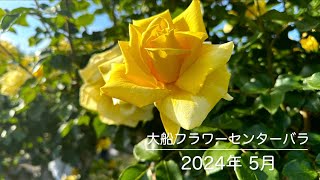 大船フラワーセンター バラ 2024年5月