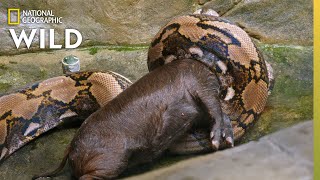 Feeding a Reticulated Python | Secrets of the Zoo: Down Under