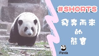 飛奔而來的熊寶 | iPanda熊貓頻道 #Shorts