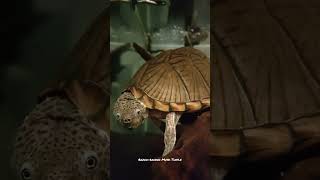 Razor-backed Musk Turtle　カブトニオイガメ　レオナルド