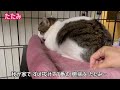 ウルウルお目目の野良猫を お家の中へ【野良猫保護】