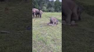 جفت گیری عجیب فیل و انسان Elephant and human mating