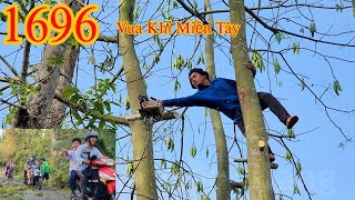 Vua Khỉ Miền Tây cưa nhiều nhánh quá dài , khi đến  giờ học sinh tan học Cutting trees