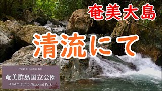 【癒し/水の音】亜熱帯の森の巨岩と力強い水の音