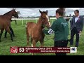 tba foal show 2017 lot 59 f17 black sam bellamy u0026 stravinsky dance