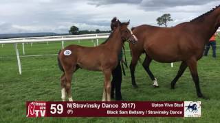 TBA Foal Show 2017 - Lot 59 - F17 -Black Sam Bellamy \u0026 Stravinsky Dance