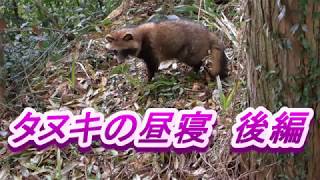 タヌキの昼寝　後編