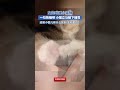 女生哄睡小猫咪，一句“快睡吧”小猫立马躺下睡觉，网友：太可爱了吧~ pets cute 可愛い 宠物