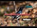 SUARA PIKAT BURUNG KACER AUTO DI SERBU❗❗ PALING AMPUH MP3