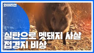 [Y가간다] 저격수 실탄 쏴서 멧돼지 사살...접경지는 지금 / YTN