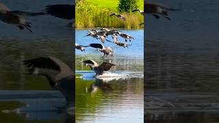 Geese landing 水鳥の着水 #shorts