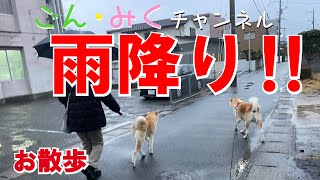 雨のお散歩　秋田犬【ごん・みく チャンネル】2023/02/10