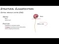 BIOL 115 - The Nervous System (Chapter 7)