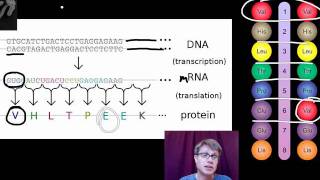 Genotypes and Phenotypes