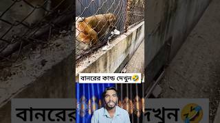 বানরের কান্ড দেখুন 🤣 #বানর #monkey #funny #funnyvideos