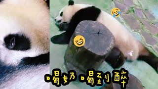 圓寶喝奶喝超久，眼睛瞇瞇超陶醉|熊貓貓熊The Giant Panda Yuan Yuan and Yuan Bao|台北市立動物園