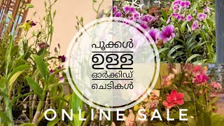 Dendrobium Flowering Plants For Sale || പൂക്കൾ ഉള്ള ഓർക്കിഡ് ചെടികൾ   Online Sale || Plant Partner