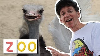 At The Zoo With Matt | Zoo Song For Children, Wild Animals | Learn English Kids