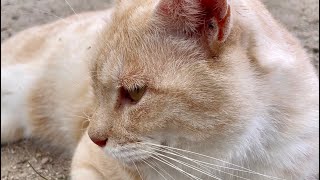 悲しそうな顔をしている野良猫がどこか切ない…A stray cat with a sad face is sad #shorts