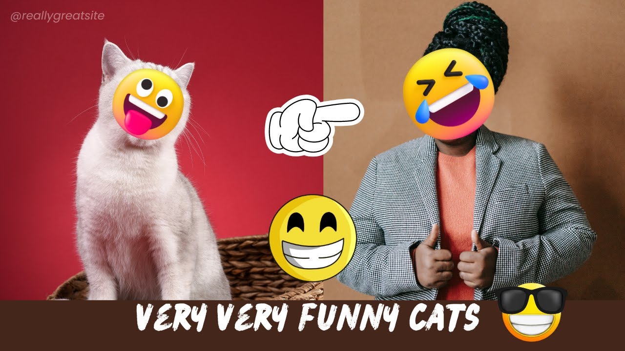 Funny Cats Compilation Youtube