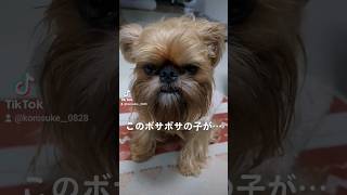 【ぶさかわ犬】トリミングで大変身✂️🐶 #shorts #犬