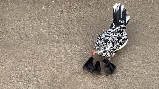 CHECKING CHICK 🐣  4 CHICKEN   FOSTER.