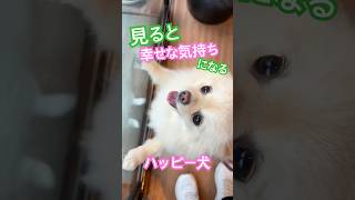 見ると幸せな気持ちになる ハッピー犬