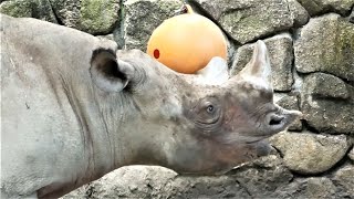 20230720 上野動物園　ヒガシクロサイ　フィーダーのおやつを食べるアルゴ　アルゴを見ていたマロ