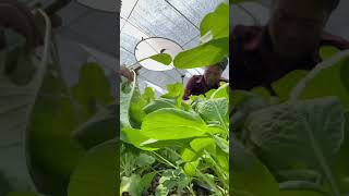 ប្រមូលផលស្ពៃចង្កឹះ #shorts #agriculture #choy sum