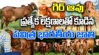 గిర్ ఆవుల ప్రత్యేకతలు | Satyanarayana #desighir cow