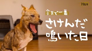 牧場に捨てられてた犬との生活33日目 今までで一番鳴きました