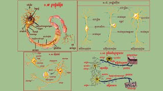 ជំពូកទី៣ មេរៀនទី១ តម្រូវប្រសាទ ជីវវិទ្យា ថ្នាក់ទី១២ - neuron system - Rean Khmer Biology grade 12