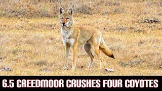 6.5 Creedmoor Crushes Four Coyotes