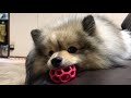 ポン＆シンバ ボールと前足どっちが大事のポメラニアン　hide pomeranian forefoot