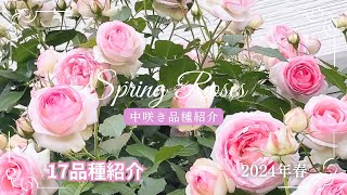 【2024年春バラ🌹】中咲きバラの品種紹介/17品種紹介します😁